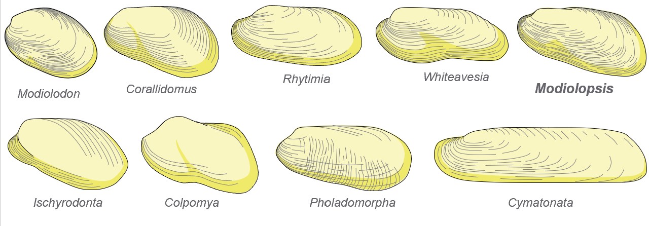 Generalized examples of some elongate and modioloform-shaped shells from the Ordovician of Kentucky. Fossils may lack growth lines and ornamentation, especially if they are internal molds or casts.